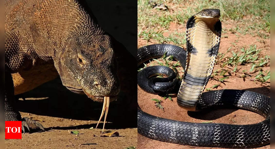 Komodo dragon vs king cobra: Physical traits, venom, and who would win in a fight |