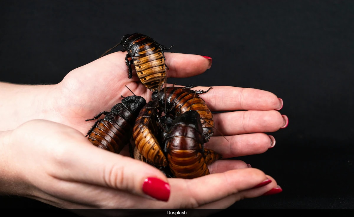 Is Cockroach Milk The Future of Nutrition? Scientists Say It’s More Nutritious Than Cow’s Milk