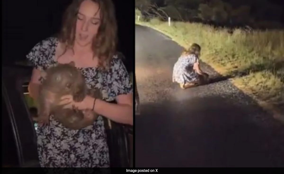 US Influencer, Seen Snatching Baby Wombat, Leaves Australia After Outrage